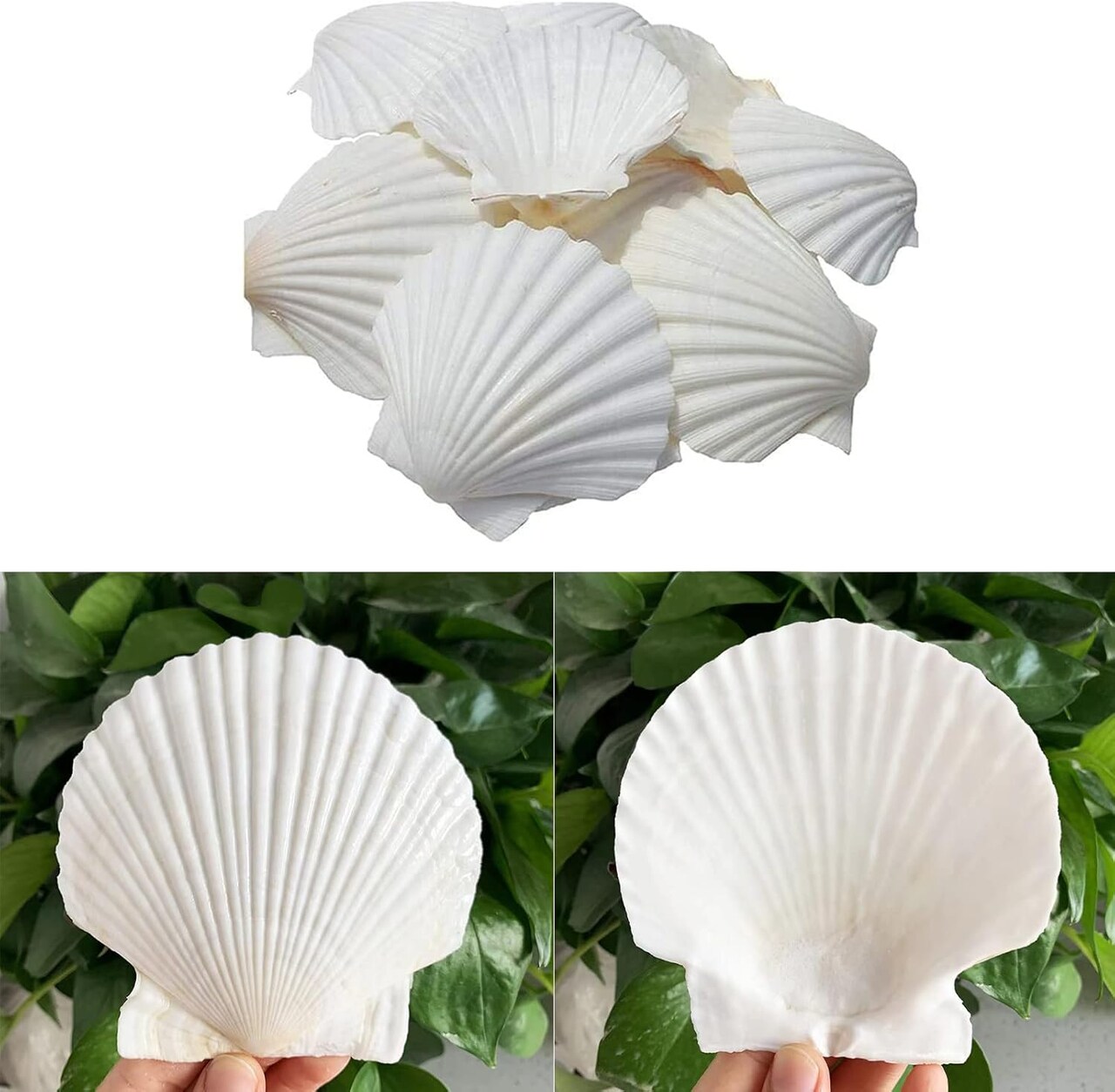 Scallop Shells for Crafts 16Pcs 3-3.5 Inch, White Sea Shells Bulk for Decorating Crafting Beach Home Decor DIY